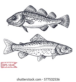 Vector illustration sketch - salmon, trout