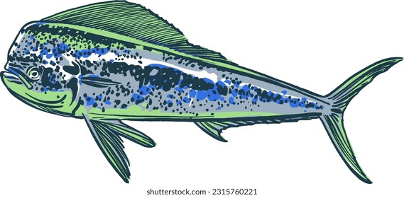 vector illustration sketch of the sea  Mahi Mahi fish