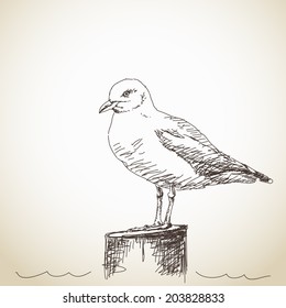 Vector Illustration Sketch of Seagull isolated standing