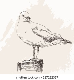 Vector Illustration Sketch Of Seagull Isolated