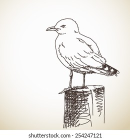 Vector Illustration Sketch of Seagull isolated