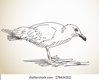 Vector Illustration Sketch of Seagull isolated