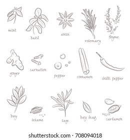 Vector illustration sketch set of spices for shop. Herb and spices poster with chilli pepper, ginger, cinnamon, anise, pepper, carnation, cardamom, sesame, basil, bay, mint, rosemary, sage and thyme. 