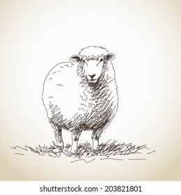 Sheep Drawings - Bilscreen