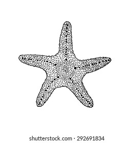 Vector illustration of Sketch starfish