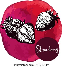 Vector illustration. Sketch of a strawberry on a watercolor background. Hand drawing . Berry. For menu design. Three object.