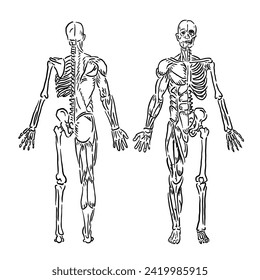 vector illustration of a sketch of the structure of human muscles and skeleton with a drawing divided into two and a depiction of the front and back sides