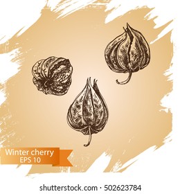 Vector illustration sketch - winter cherry
Fuit dessert