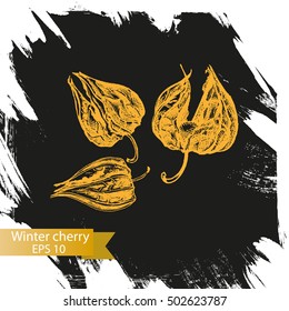 Vector illustration sketch - winter cherry
Fuit dessert