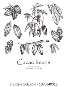 Vector illustration.  Sketched hand drawn cacao beans, cacao tree leafs and branches. Chalk style vector set.