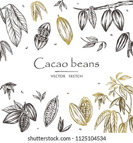 Vector illustration.  Sketched hand drawn cacao beans, cacao tree leafs and branches. Chalk style vector set.