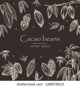 Vector illustration.  Sketched hand drawn cacao beans, cacao tree leafs and branches. Chalk style vector set. Element of design.