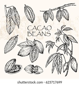 Vector illustration.  Sketched hand drawn cacao beans, cacao tree leafs and branches.