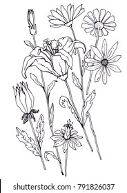 vector illustration, sketching flowers, lilies and daisies