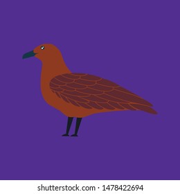 Vector illustration of skua in a flat style. Atlantic seabird. Cartoon style