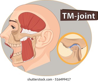 Vector illustration of Skull Anatomy