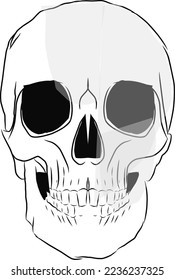 Vector illustration of skull anatomy for learning or design.