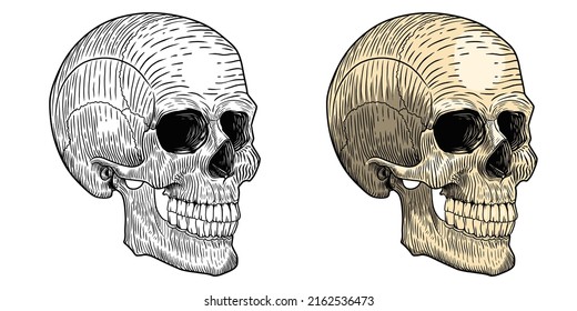 Vector illustration of a skull. Skull engraving in three quarters. Vintage skull for tattoo.