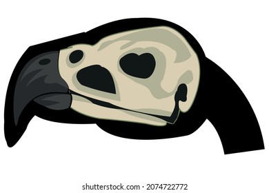 Vector illustration of the skull in head of the bird