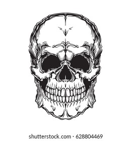 Vector illustration of skull. Isolated on white background