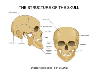 vector illustration of the skull structure. anatomy
