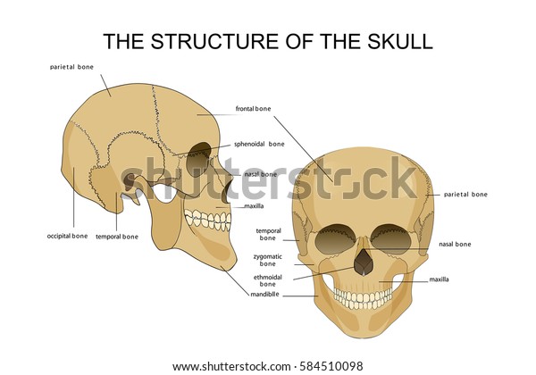 download skull structure