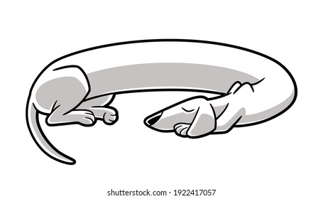 Vector illustration of a sleeping dachshund, with a very long body twisted in a circular shape, isolated on white background. Cartoon style, black and white, and drawn with a thick black border line.