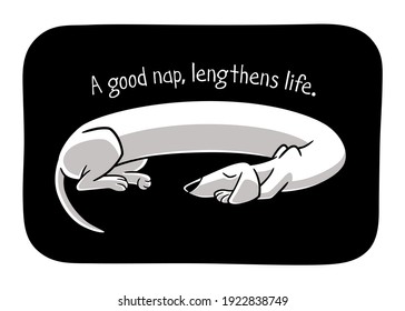 Vector illustration of a sleeping dachshund, with a very long body twisted in a circular shape, isolated on black background, with a text that says: A good nap, lengthens life longer.