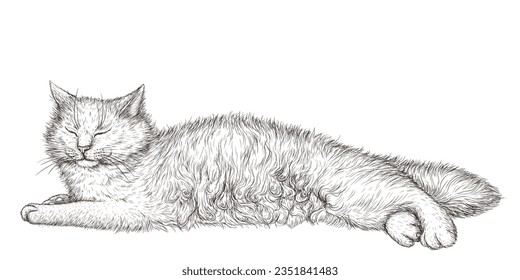 Vector illustration of a sleeping fluffy white cat in engraving style