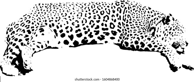 vector illustration of sleeping leopard on transparent background