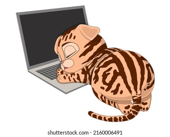 Vector illustration  of sleeping Scottish fold cat on the keyboard 