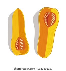 Vector illustration of sliced bottle shaped butternut pumpkins on the white background.