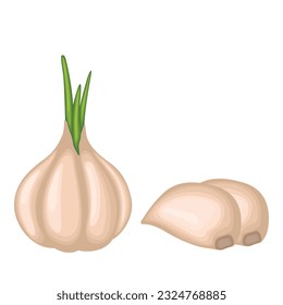 Vector illustration of sliced garlic, garlic clove, garlic bulb in cartoon flat style design isolated on white background. Vegetable icon for business and education element design.