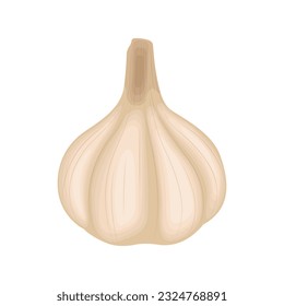 Vector illustration of sliced garlic, garlic clove, garlic bulb in cartoon flat style design isolated on white background. Vegetable icon for business and education element design.