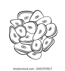 Ilustración vectorial de ajo en rodajas. Ilustración de contorno dibujado a mano de rebanadas de ajo. Ingrediente picante para cocinar. Verduras cortadas y picadas.