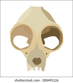 Vector Illustration slow loris monkey skull