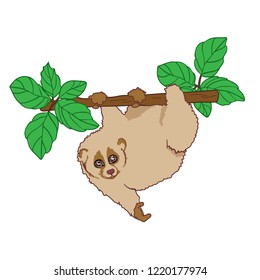 vector illustration of a small animal sitting on a tree, cute lemur  Lori  in nature, cartoon design