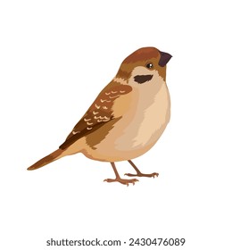 Vector illustration of small beautiful brown sparrow bird stands on white background