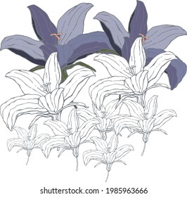 vector illustration small blue Scilla flowers,flower contour,for a card or invitation