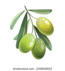 Vector illustration of small green olives branch. Green olives with leaves. Hand drawn image of organic food. Vector illustration.