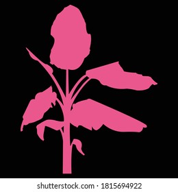 Ilustración vectorial de la silueta de un pequeño plátano rosado sobre fondo negro