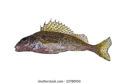 Vector illustration of small ruff fish