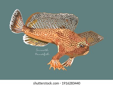 Vector Illustration of Smooth Handfish