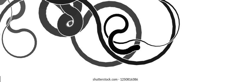 Vector illustration of a smoothly curved lines in random order on a white background. Pattern in greyscale tones. Abstract creative backdrop.