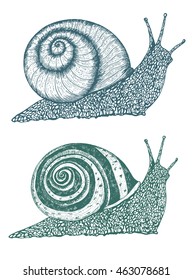 Vector illustration of a snail. Drawn in ink hand drawing. Engraved style illustration