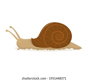 vector illustration of a snail isolated on a white background