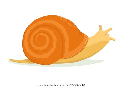 vector illustration of a snail isolated on a white background