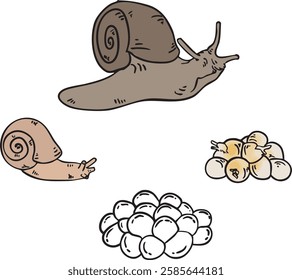 Vector Illustration of Snail Life Cycle - Isolated Educational Image Showing Snail Development Stages