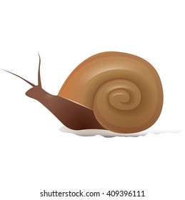 Vector illustration of a snail Marisa. The object separate from background