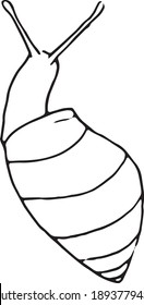 vector illustration of a snail. simple 
